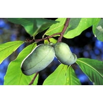 Fresh Paw Paw Fruit Tree ( 5 Seeds ) Pawpaw The Indiana BananaNew Crop Seeds