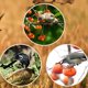 thumbnail image 3 of Repelente de con Temporizador Solar y Alarma Impermeable de 13 Sonidos para Proteger Huertos y Cultivos Al Aire Libre. Disuade Animales., 3 of 5