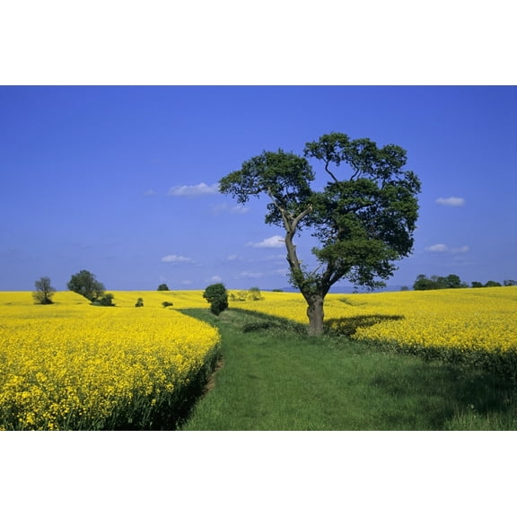 Posterazzi DPI1837016 Field of Rapeseed North Yorkshire England Poster Print, 18 x 12