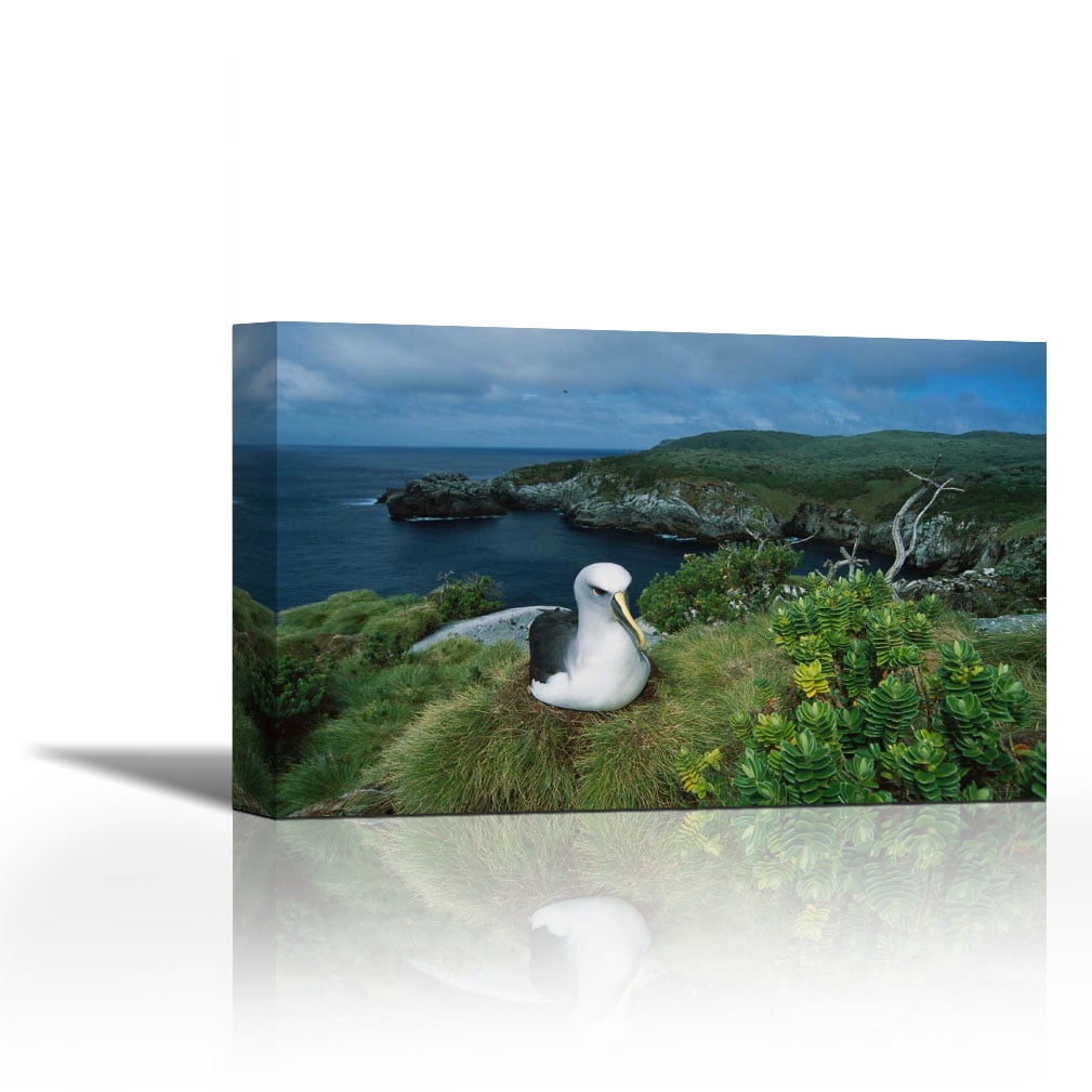 24 x 36 Bullers Albatross nesting among coastal plants Snares Islands New Zealand Poster Print by Tui De Roy 24 x 36 Bullers Albatross nesting among coastal plants Snares Islands New Zealand Poster Print by Tui De Roy