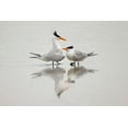 thumbnail image 2 of Jones, Adam 24x17 White Modern Wood Framed Museum Art Print Titled - Royal terns in courtship display-South Padre Island-Texas, 2 of 4