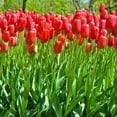 thumbnail image 3 of Scarlet Sky High Tulips - Giant Red Flowers - 10 Bulbs - Attracts Bees & Butterflies - Spring Blooming, Easy to Grow & Maintain, 3 of 6