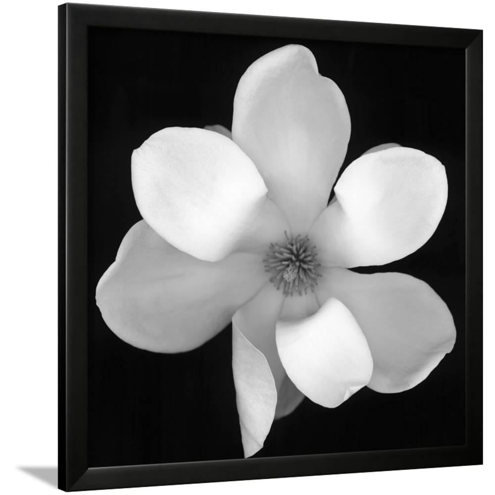 White Magnolia Flower, Framed Art