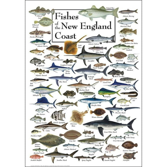 Fish of the New England Coast, a 550-piece Puzzle by Heritage Puzzles