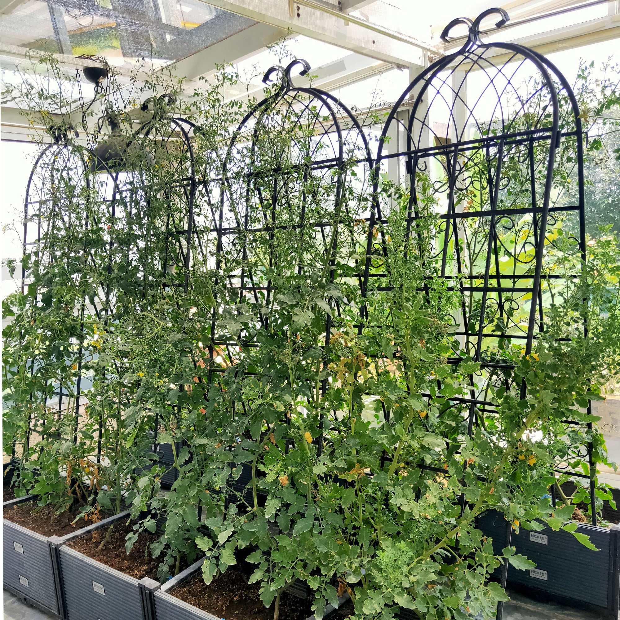CQSXDA 4 Pack Large Garden Trellis 71" H x 19.7" W Heavy Duty Rustproof Black Iron Plant Trellis for Potted Plant Support Metal Climbing Rose Trellis Vine Vegetable Cucumber