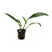 thumbnail image 2 of Potted Anubias Cogensis Aquarium Plant, 2 of 4