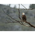 thumbnail image 2 of Galloimages Online 14x12 White Modern Wood Framed Museum Art Print Titled - Bald Eagle Perched in YNP, 2 of 4