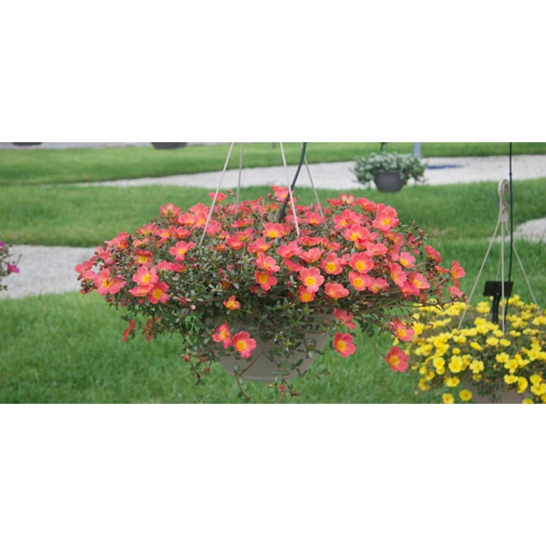 Purslane Hanging Basket