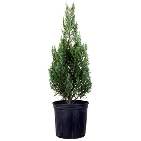 Blue Point Juniper, Upright Evergreen Tree, Lawn and Garden (Best Trees To Plant In Garden)