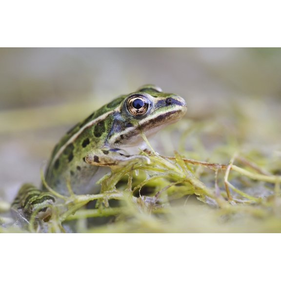 Northern Leopard Frog Les Cedres Quebec Canada Canvas Art - Steeve Marcoux  Design Pics (38 x 24)