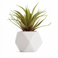 thumbnail image 2 of Bornbridge Artificial Succulent - Fake Succulent in Planter - Faux Succulent with Ceramic Geometric Planter - Artificial Potted Plant (1 Pack, Mini Agave), 2 of 3