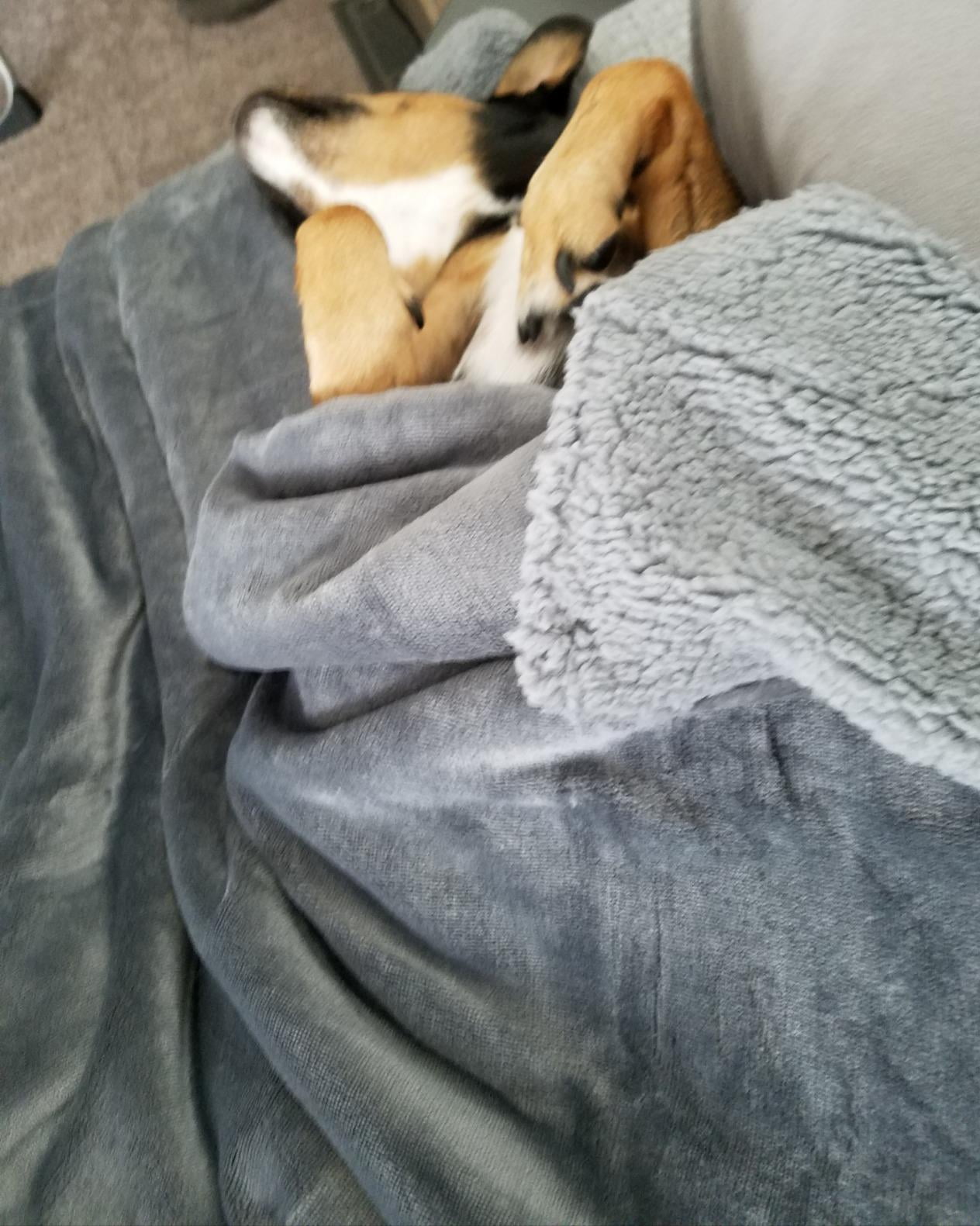 Dog Blankets for Large Dogs,Super Soft Warm Sherpa Fleece Plush Doggie Blankets and Throws for Small Medium Puppy Doggy Pet Cats