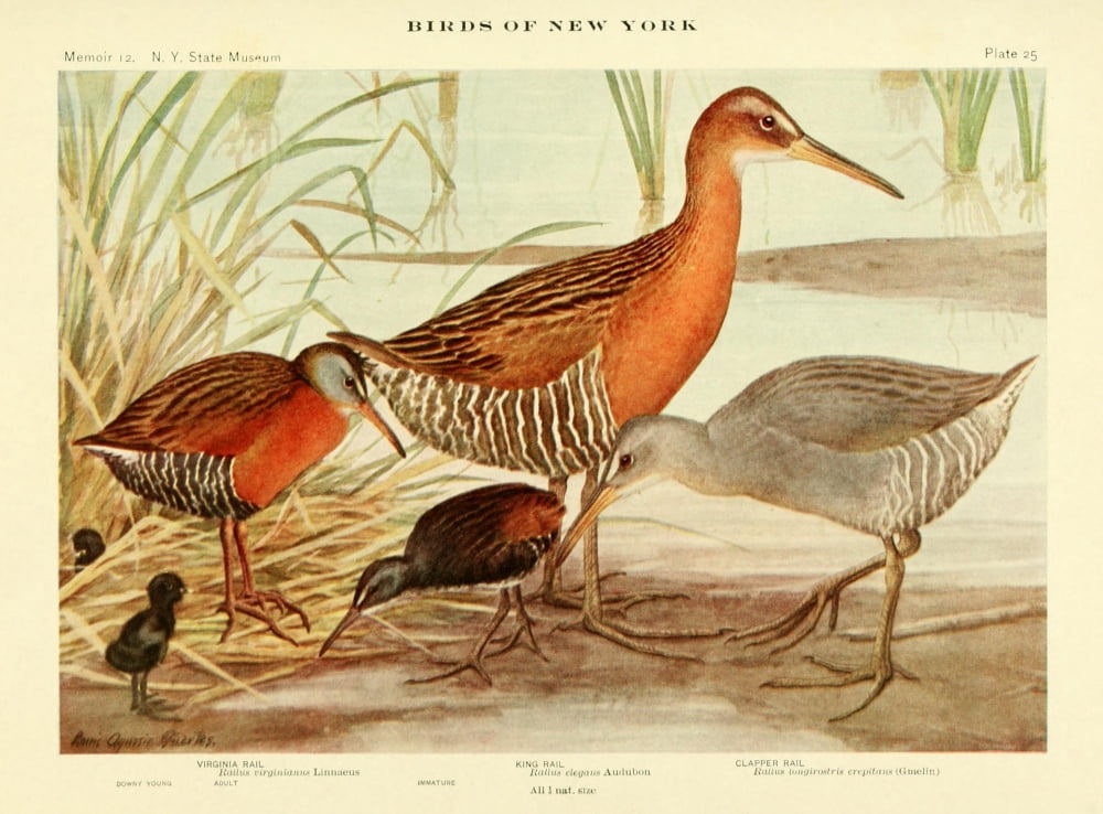 Birds Of Ny 1914 Ra