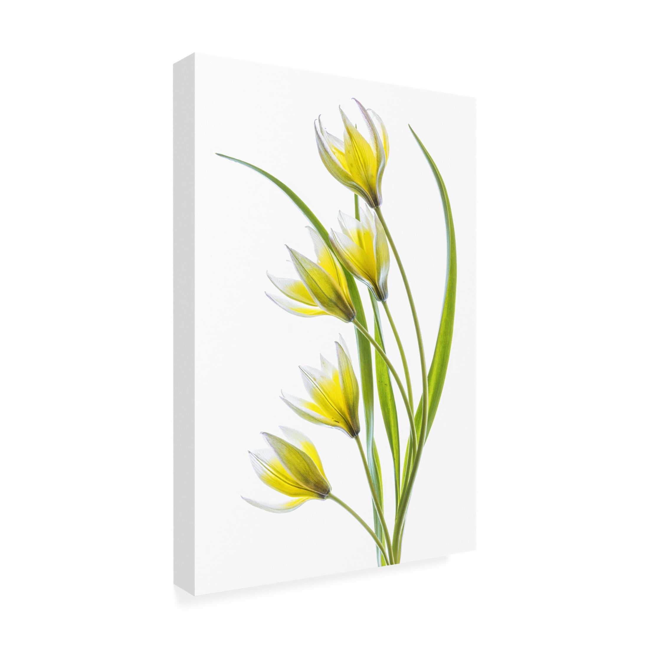 Canvas Wall Art - Mandy Disher 'Tulipa' Wall Art for Living Room, Bedroom, or Office Décor by Trademark Fine Art - 12 x 19 Inches