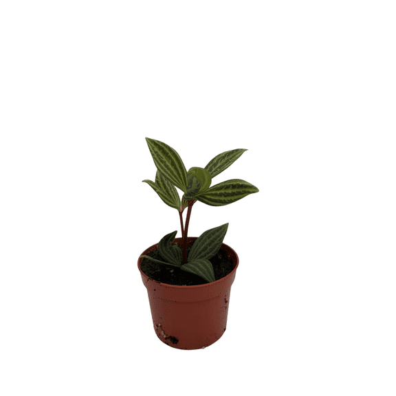 Parallel Peperomia puteolata - 2.5" Pot