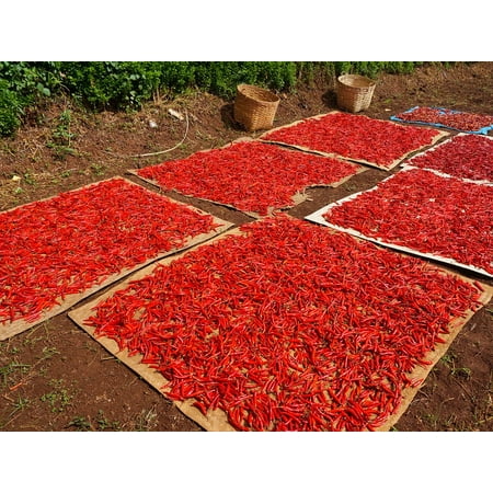 Peppers Framed - Framed Art for Your Wall Chili Red Vegetable Color Chilli Food Pepper 10x13 Frame