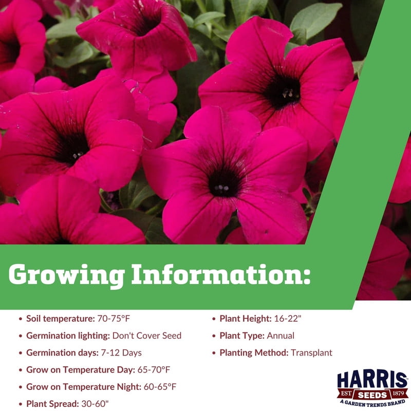 Harris Seeds Tidal Wave F1 Petunia Seed Collection, Spreading Garden Flowers for Containers and Landscapes, 125 Count
