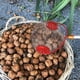 thumbnail image 3 of Recolector de Nueces para Jardín, Tambor de Acero Inoxidable, Apto para Recolección de Desechos de Manzanas, Bellotas, Piñas y Nueces, Bola Pequeña, 3 of 5