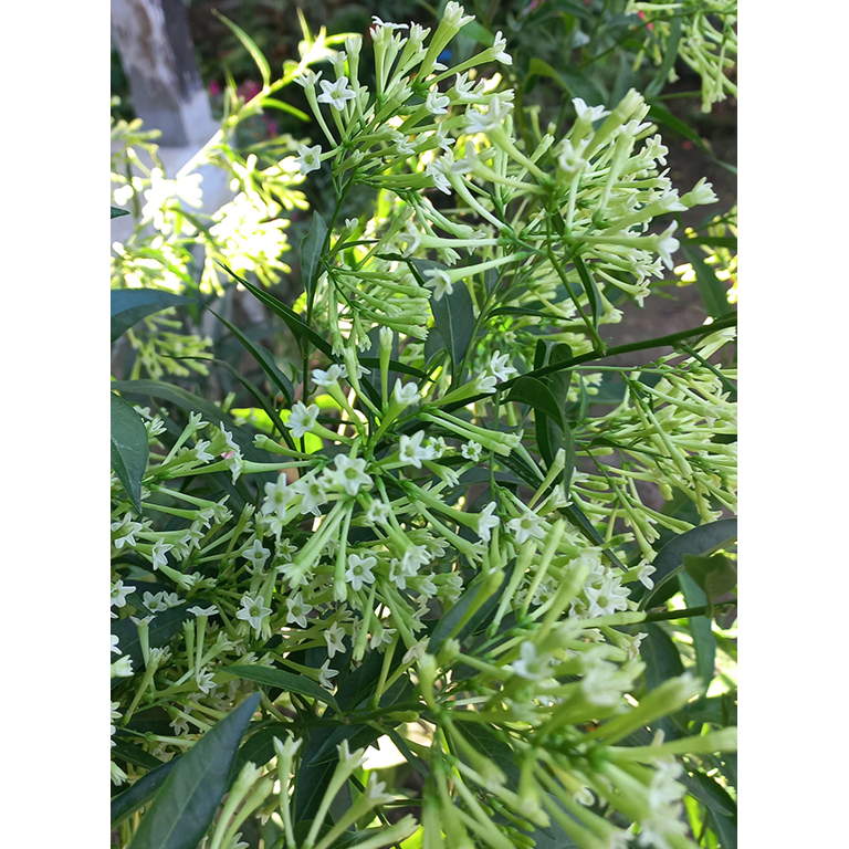 tim plant Tiny Tim Sweet Alyssum Seeds