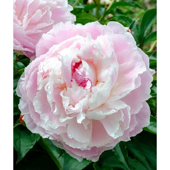 Shirley Temple Peony - 1 root division