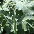 thumbnail image 5 of Purely Organic Spring Rapini Broccoli Raab Seeds - USDA Organic, Non-GMO, Open Pollinated, Heirloom, USA Origin, Vegetable Seeds - 3 Grams, 5 of 5