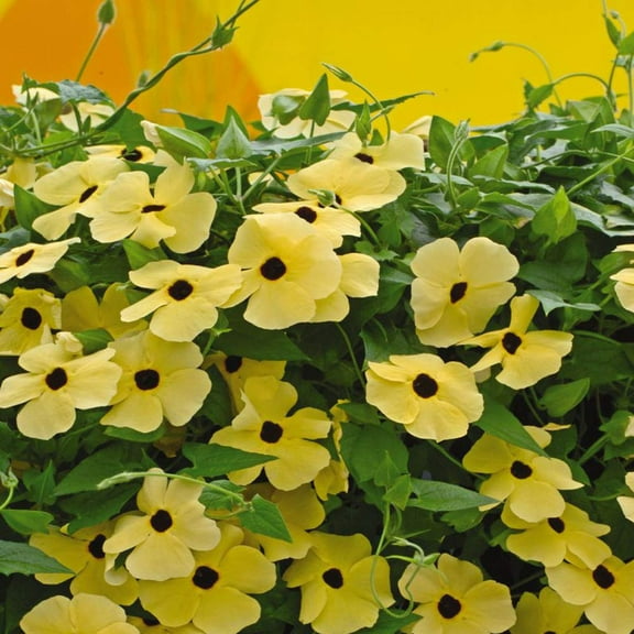 Outsidepride Sunrise Yellow Thunbergia Black Eyed MVR1 Susan Seeds - Pcs Annual, Climbing Vine Flower Seeds for Planting Yellow Blooms for Low Maintenance Gardens, Containers, Trellis & Fences