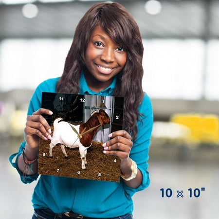 3dRose, Boer Doe Goat, 10x10 Wall Clock