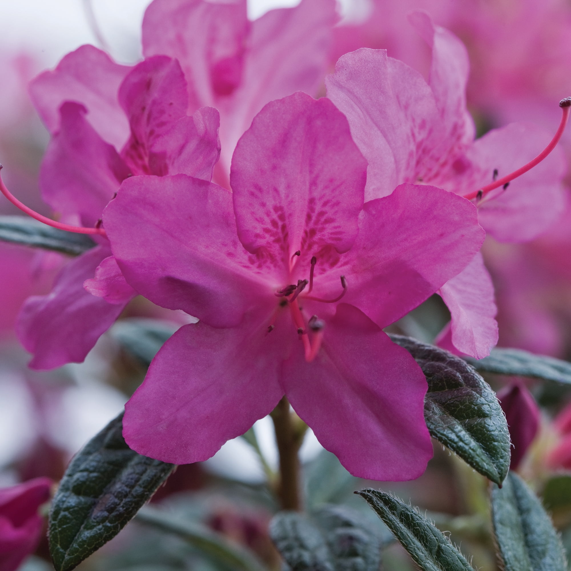 Encore Azalea Autumn Amethyst Shrub (5 Gallon)