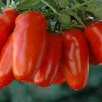 25 San Marzano Lungono Tomato Seeds