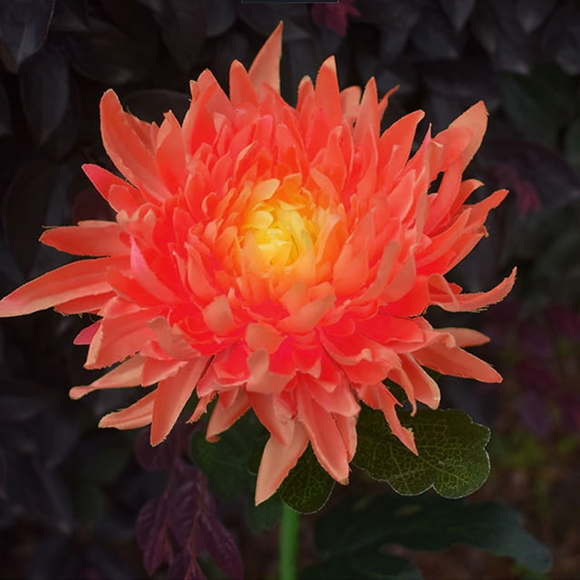DPTALR Solar Chrysanthemum Lights Outdoor LED Garden Lights Simulation Flower Lights Plug Ground Decorative Lights