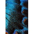 thumbnail image 2 of Gulin, Darrell 17x24 Black Ornate Wood Framed with Double Matting Museum Art Print Titled - Red-spotted purple butterfly-Limenitis arthemis, 2 of 4