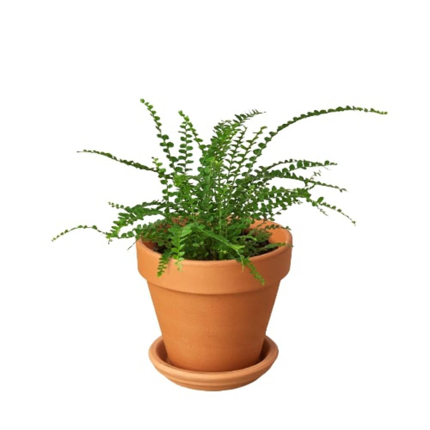 Fern 'Lemon Button', 4" Pot, Indoor Houseplant, Easy Care, Live Plant for Indoor & Outdoor