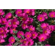 Portulaca 'Puerto Rican Purslane', Succulent Ground Cover, Stater Plant Lot of 2