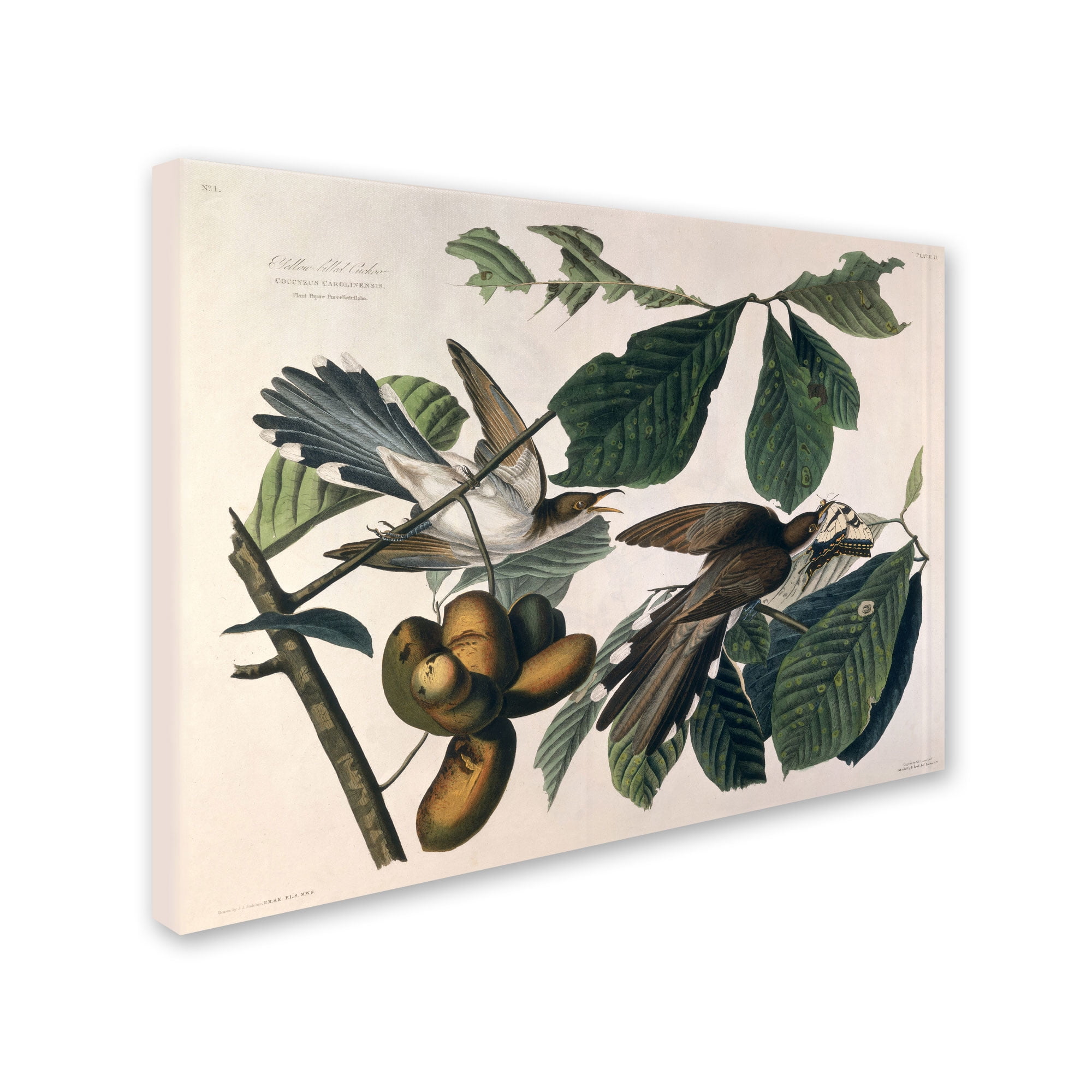 Trademark Fine Art "Yellow-Billed Cuckoo" Canvas Art by John James Audubon