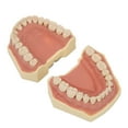 thumbnail image 2 of Modelo de Dientes Dentales de Goma Suave NikouMX Estética Elegante, 2 of 8