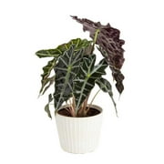 Costa Farms Live Indoor 11in. Tall Silver Elephant Ear; Bright, Indirect Sunlight Plant in 6in. Ceramic Decor Planter