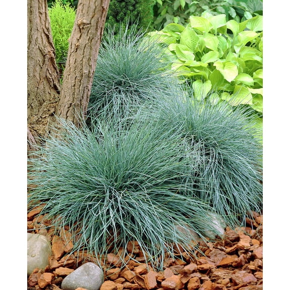 Elijah Blue Fescue Grass - Hardy - Festuca - Live Plalnt - Quart Pot