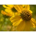 thumbnail image 2 of Popcorn 14x12 Gold Ornate Wood Framed with Double Matting Museum Art Print Titled - Wildflowers Nostalgia I, 2 of 4