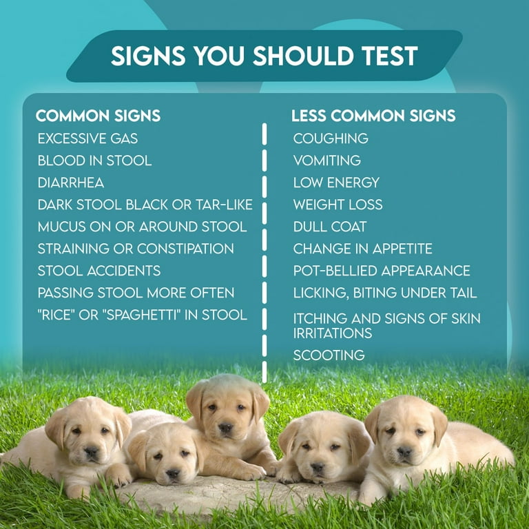 Dog Has Green Mucus Poop Steticlounge br poop-color-what-they-mean-the-natural-diy