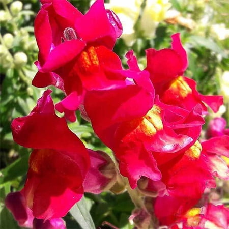 Floral Showers Snapdragon Scarlet ~25 Seeds - Non-GMO, Dwarf 6-8" Plants, Fragrant & Vibrant Blooms, Perfect for Indoor Planters, 115-121 Days to Maturity, Ideal for Bouquets & Arrangements.