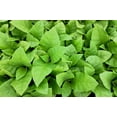 thumbnail image 7 of 250 AZTEC TOBACCO Midewiwan Sacred Nicotiana Rustica Yellow Flower Herb Seeds, 7 of 7