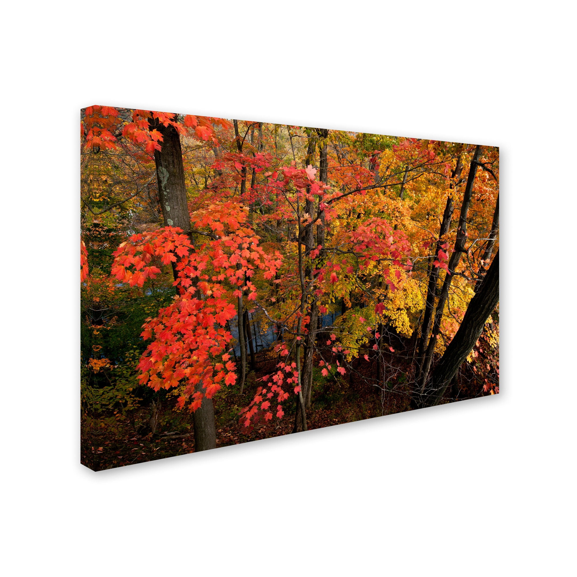 Trademark Fine Art "Brilliant Autumn Forest" Canvas Art by Kurt Shaffer