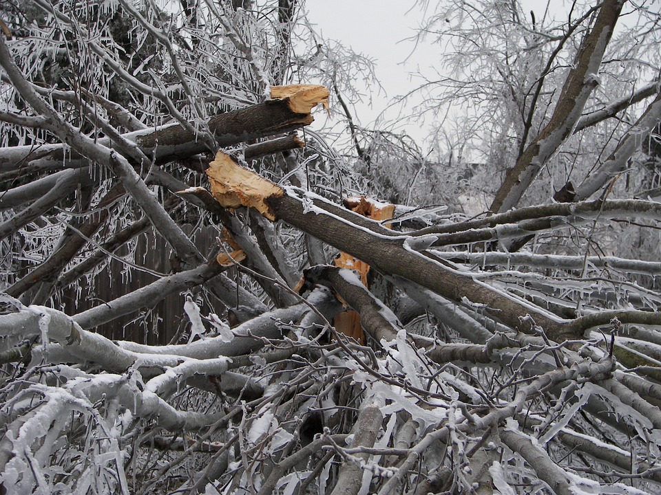 Ice Storm Tree Damage Tree Destruction Ice Branches20 Inch By 30 Inch