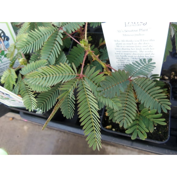 20 Seeds -Sensitive Plant -Mimosa pudica -Leaves Move When Touched Colorful Flowers Ornamental Tropical