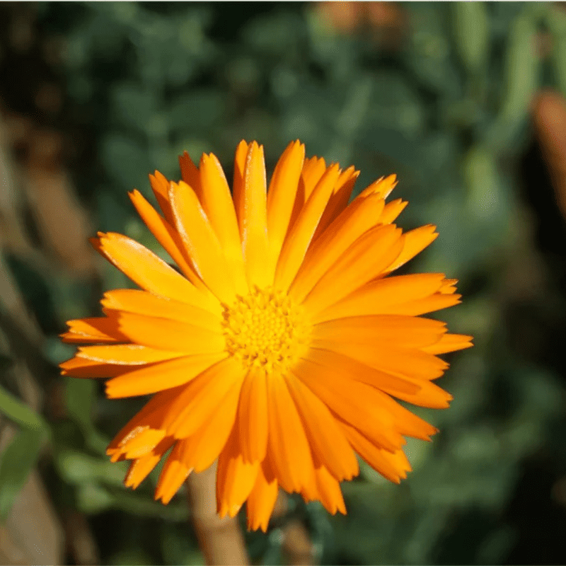 50 Orange Calendula Flower Seeds, Perennial