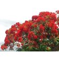thumbnail image 2 of Flamboyant Des Les Wall Mural by Wallmonkeys Peel and Stick Graphic (48 in W x 34 in H) WM232261, 2 of 4