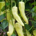 thumbnail image 3 of Bonnie Plants Sweet Banana Pepper 19.3 oz. 2-Pack, 3 of 10