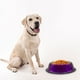 thumbnail image 5 of Plato Para Perro Importadora La Merced Tazón Mediano Aluminio Antiderrapante morado, 5 of 5