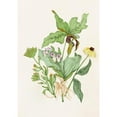 thumbnail image 2 of Agnes Fitzgibbon 14x18 Black Ornate Wood Framed Double Matted Museum Art Print Titled - Indian Turnip, Showy Orchis, Painted Cup, Scarlet Cup, Cone Flower (1868), 2 of 5
