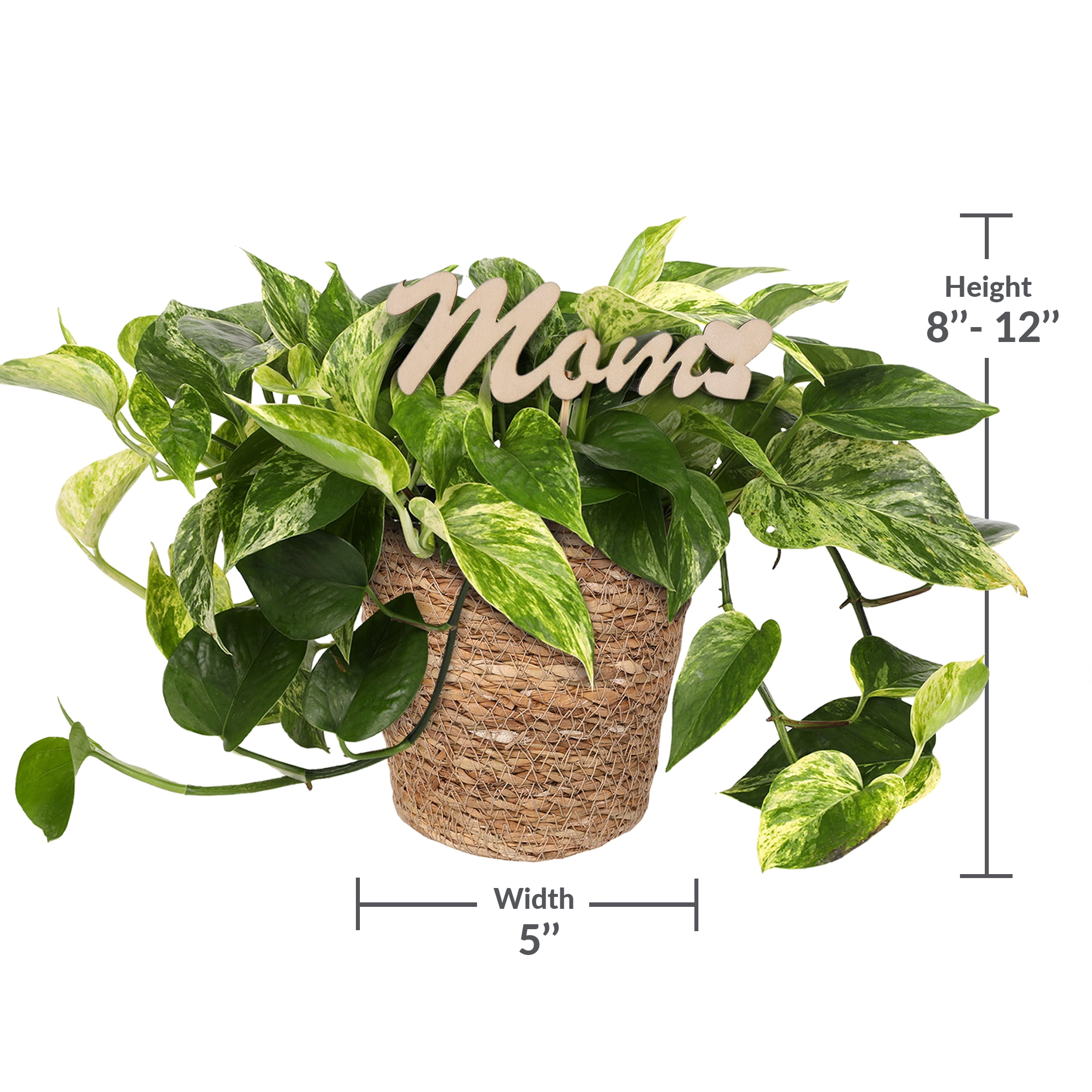 Live 5in Pothos in Seagrass Pot with 'Mom' Pick - Perfect Gift
